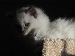 Ragdoll kotě s PP (kočička)