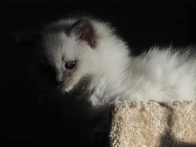 Ragdoll kotě s PP (kočička)