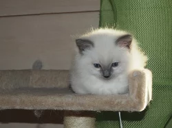 Ragdoll kotě s PP (kočička)