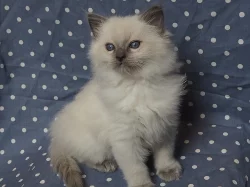 Ragdoll kotě s PP (kočička)