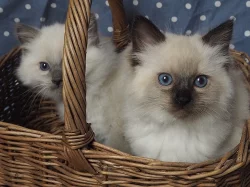 Ragdoll kotě s PP (kočička)