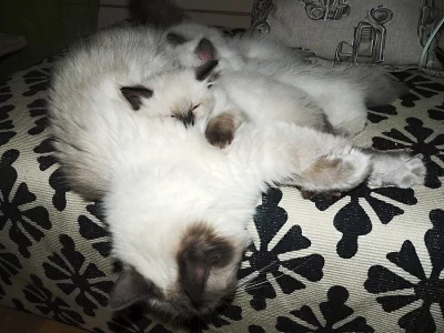 Ragdoll koťátka s PP