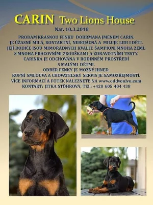 Dobrman - krásná fenka s PP