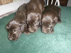 Flat Coated Retriever