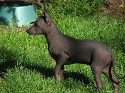 Peruánský naháč s PP