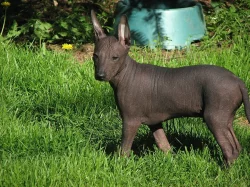 Peruánský naháč s PP