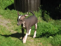 Peruánský naháč s PP