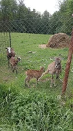 Jehňáta a mláďata muflonů