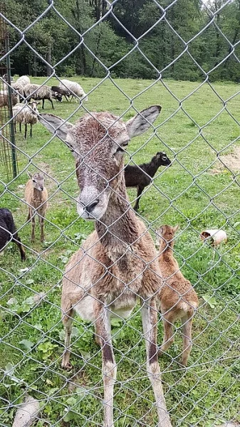 Jehňáta a mláďata muflonů