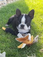 Steniatka Boston terier