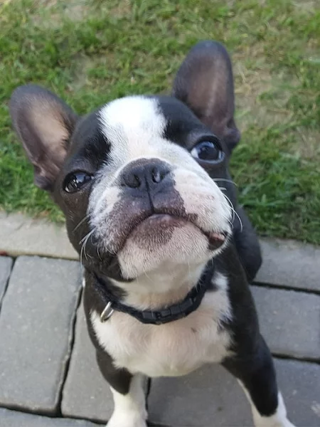 Steniatka Boston terier