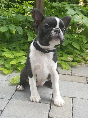 Steniatka Boston terier