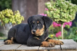 Beauceron štěňata s PP