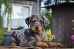 Beauceron štěňata s PP