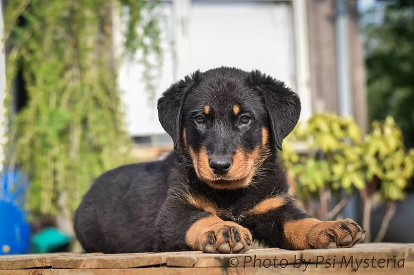 Beauceron štěňata s PP