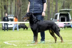 Beauceron štěňata s PP