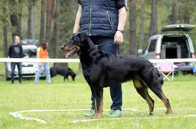 Beauceron štěňata s PP