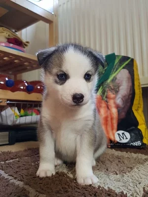 Sibiřský husky Štěňata