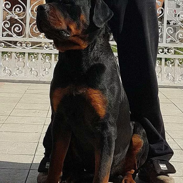 Mladiči za rottweiler za prodajo