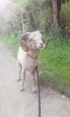 Prodám quessantskeho berana