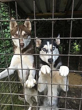 Prodám 2 husky