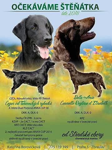 Prodám (rezervace) štěňátka Flat coated retrievera