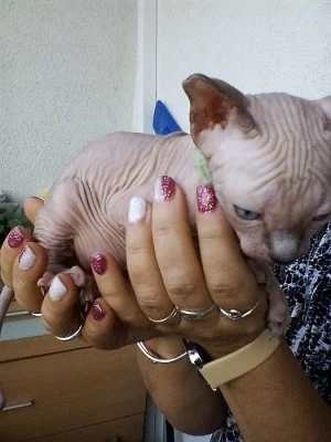 Kanadský sphynx