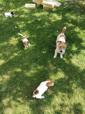 Jack Russel terier srst broken