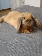 Králíček - věnuji do dobrých rukou