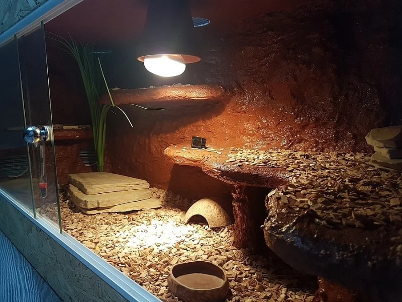 terarium + uzovka cervena