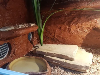 terarium + uzovka cervena