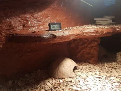 terarium + uzovka cervena