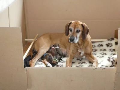 Rhodéský Ridgeback štěňata s pp..