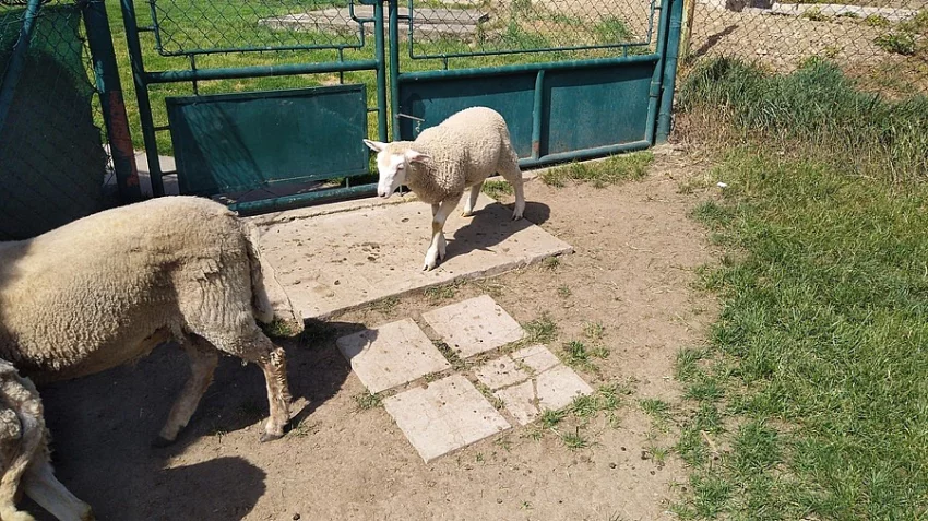Beránek