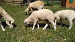 Beránek