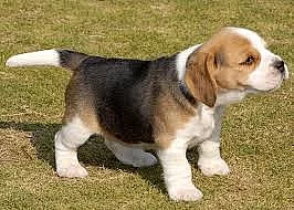 Roztomilý a nejlepší Beagle štěňata