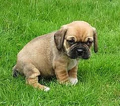 Roztomilý a hravý Puggle štěňata na prodej