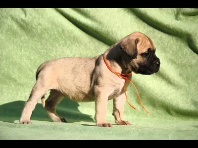 Sladké a hezké anglické býčí mastiff štěňátka
