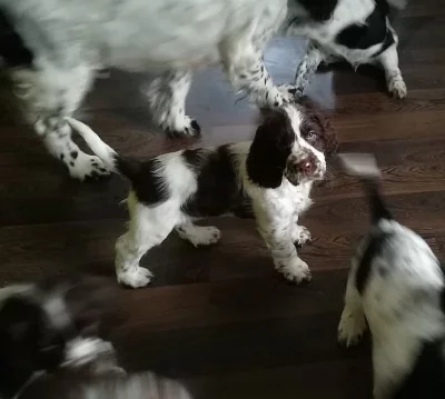 English Springer Spaniel