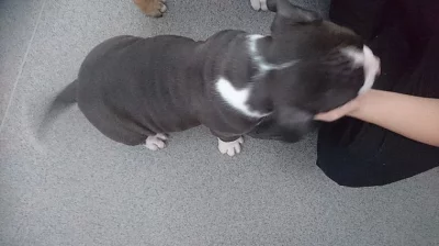 Americký bully štěňátka