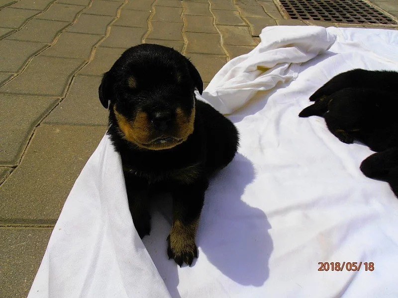 Rotvajler Rottweiler štěňata s PP.