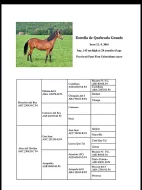 Prodej paso fino colombiano