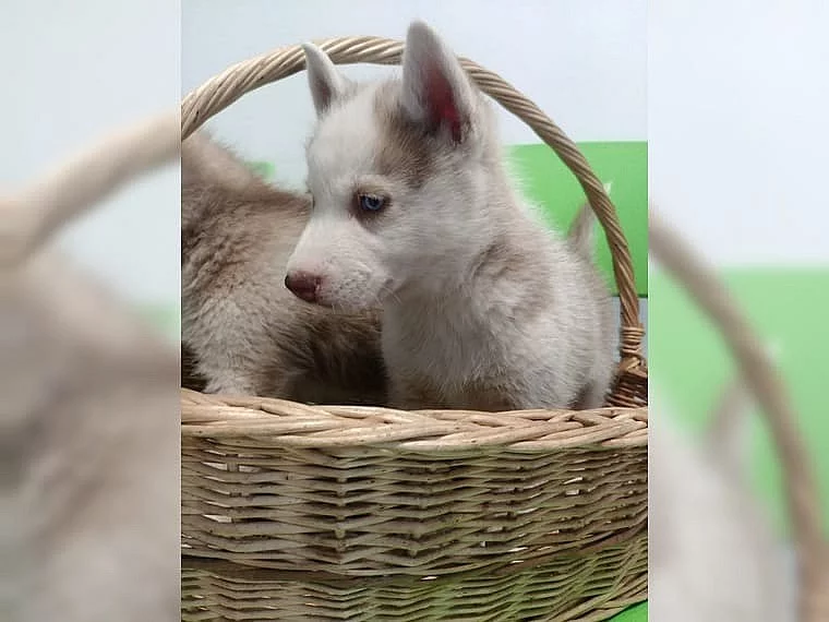 Nádherné sibiřské husky štěňátka
