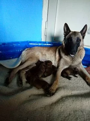 Belgický ovčák Malinois