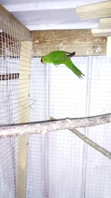 3,3 kakariki zlutocely a 1,1 kakariki cervenocely