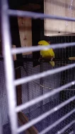 3,3 kakariki zlutocely a 1,1 kakariki cervenocely