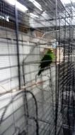 3,3 kakariki zlutocely a 1,1 kakariki cervenocely