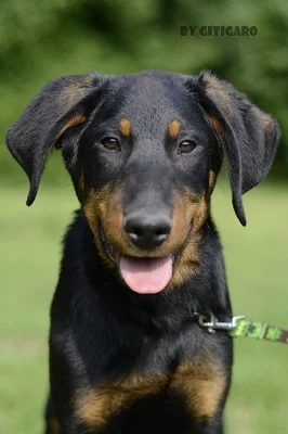Beauceron s PP