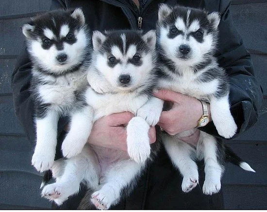3 sibiřský husky štěňata.