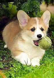 Welsh corgi pembroke šteňatá pre prijatie